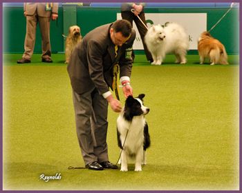 Group Challenge, Crufts 2009
