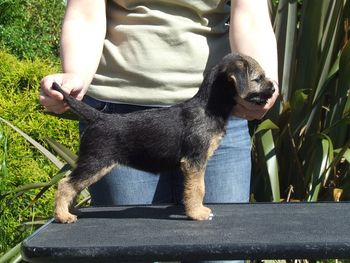 9wks old
