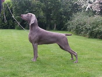 Arwen @17mths old
