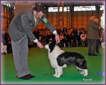 Dog CC, Crufts 2009
