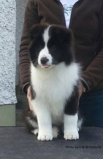 Cassie at 10wks old
