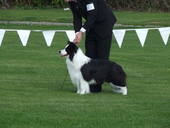 BIS @ Border Collie of Ireland Champ Show 2011

