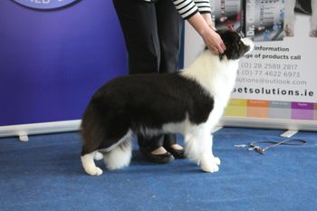 Winning Best of Breed at The Combined Canine Easter Classic National Show 2015
