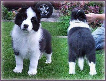 10 weeks
