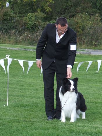 BIS at Border Collie Club of Ireland 2011
