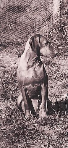 Rudi
