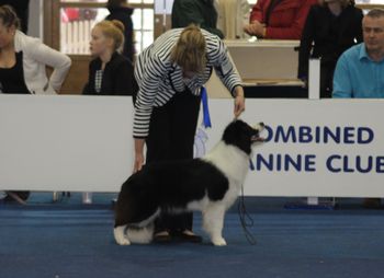 Final 6 in Group at Combined Canine Easter Classic National Show...
