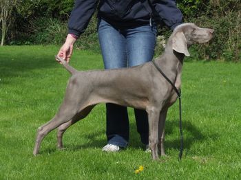HUNTLY WIND OVER TIDE.................Owned & loved by the O'Reilly family
