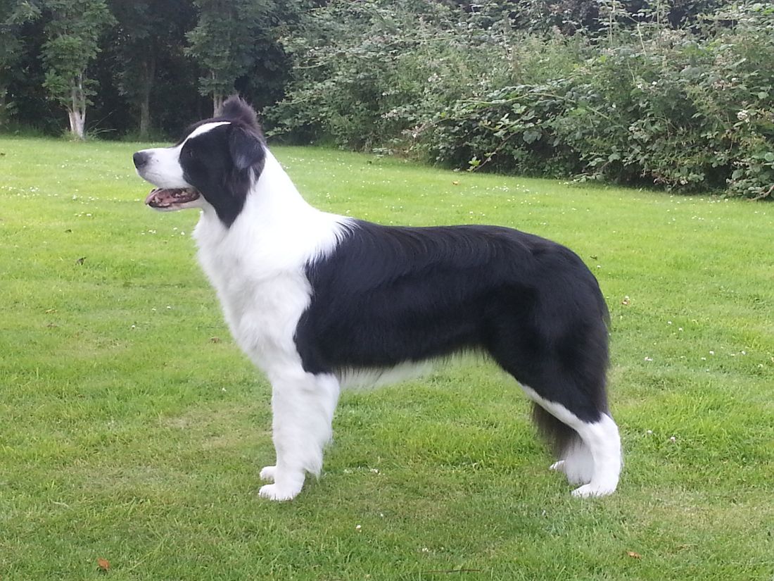 SH.CH.HUNTLY I AIN'T NO PANDA, Jun.Ch., Ann.Ch.'14                   Owned & loved by Catriona O'Neill Caraher
