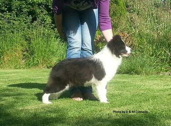 Cassie at 4 mths old

