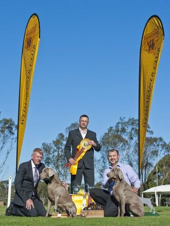 David's BIS & Runner Up BIS Weimaraner Club of New South Wales, Australia  2012
