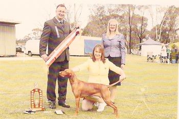 David@s BIS Winner at the Hungarian Vizsla Club of New South Wales, Aust. 2012
