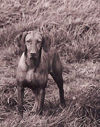 Rudi
