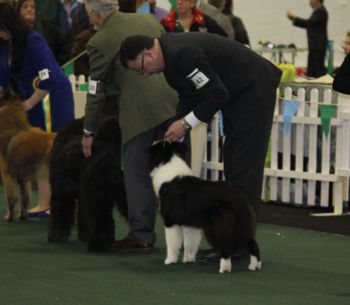 Best of Breed @ IKC Celtic winners Championship show...
