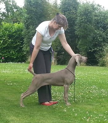 Arwen winning BOB at ILKA 2013 6.5mths old
