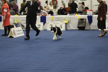 Roo on her way to winning BEST PUPPY IN SHOW Combined Canine Easter Classic National Show..
