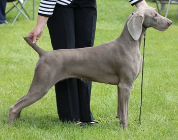 Arwen @ 18mths old (photo by Bronagh McQuillan)
