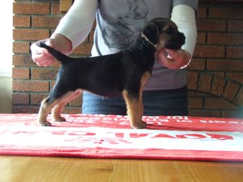 8wks old
