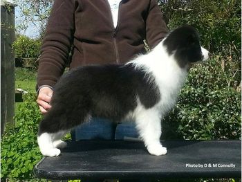 Cassie @10wks old
