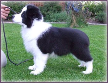 10 weeks
