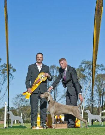 David's BIS Winner at the Weimaraner Club of New South Wales, Australia 2012
