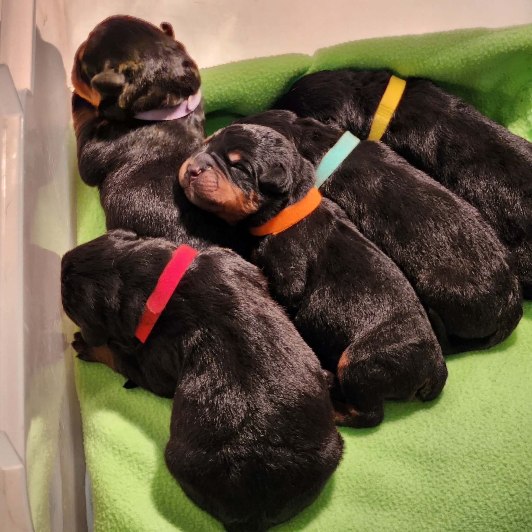 Moya Rottweilers Maikeva Rottweilers - Puppies