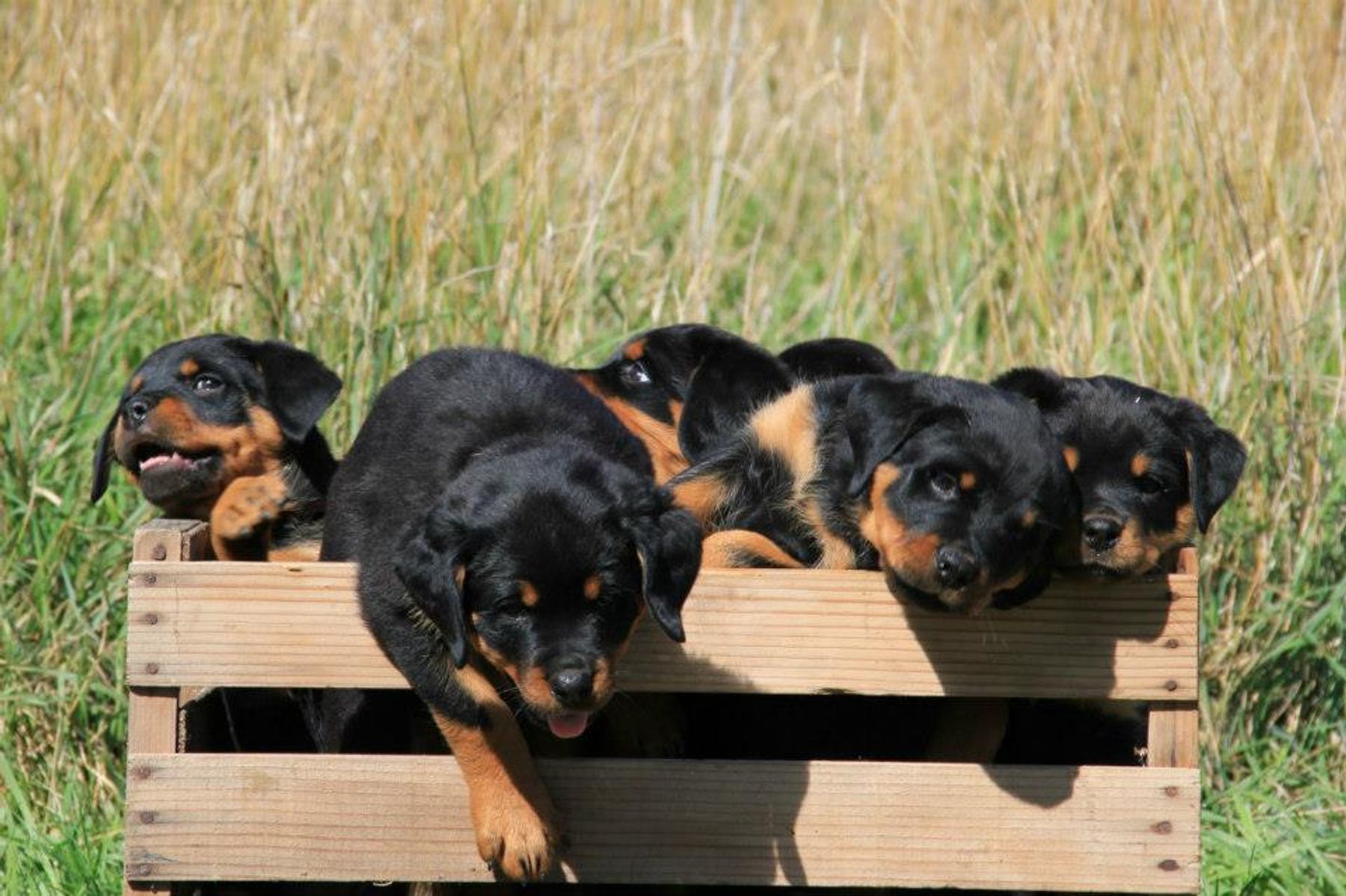 Moya Rottweilers Maikeva Rottweilers - Puppies