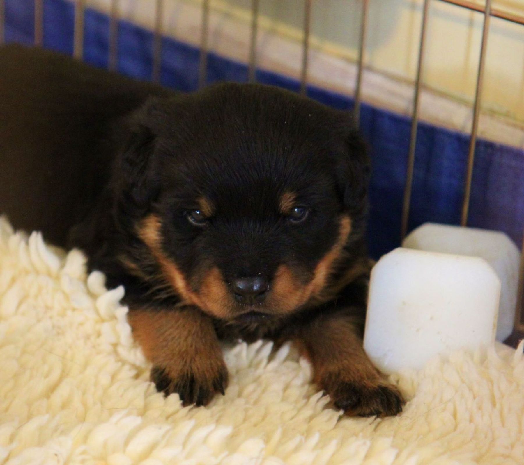 Moya Rottweilers Maikeva Rottweilers - Puppy Buyer