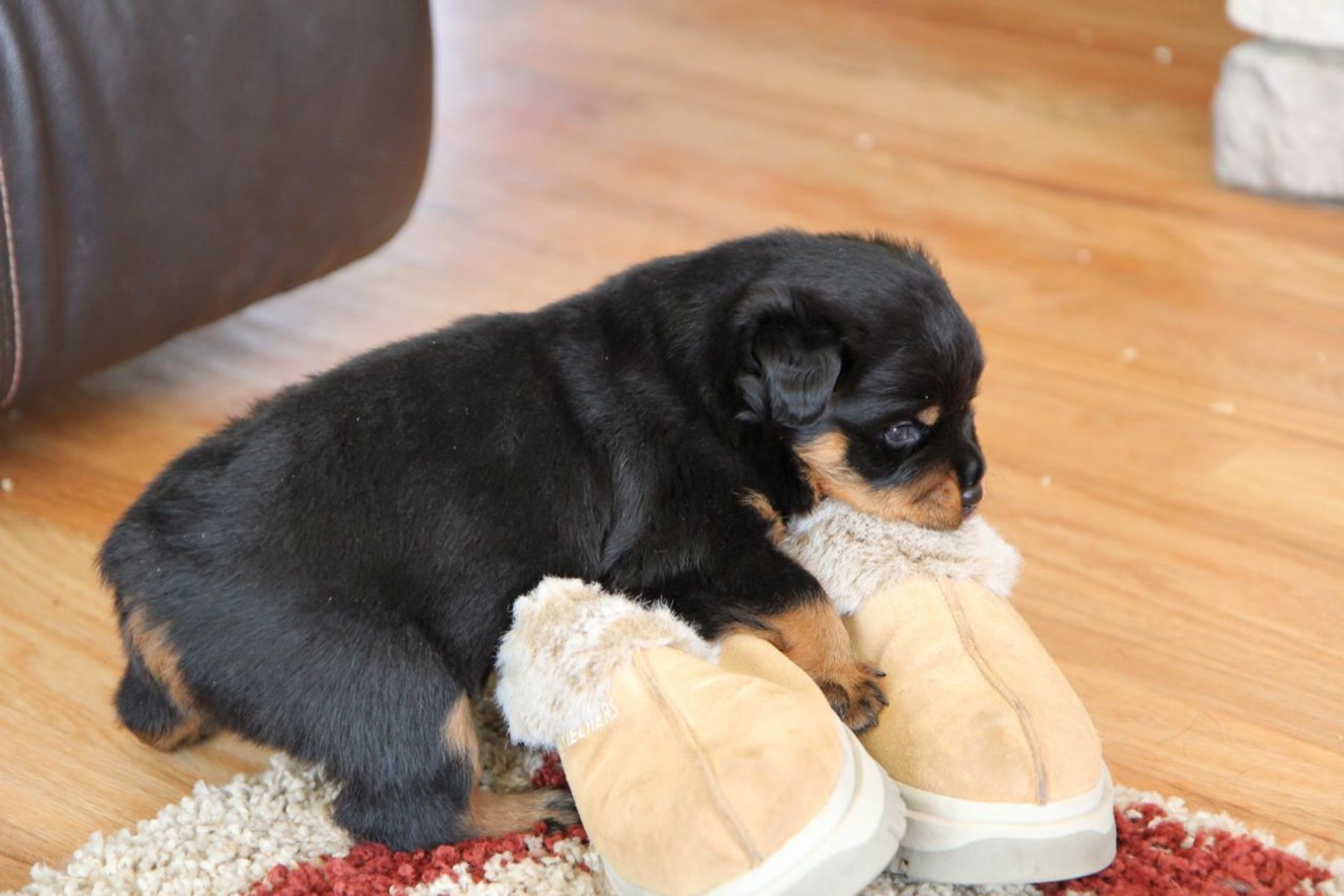 Maikeva Rottweilers - Puppy Buyer