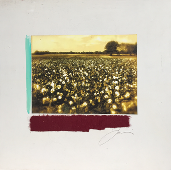 West Tennessee Cotton
