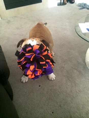 Bacon and her toy
