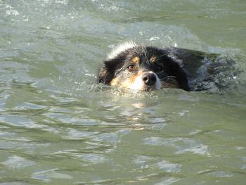 Kahlua Swimming
