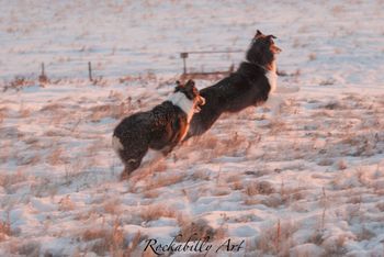 Kahlua and Strider
