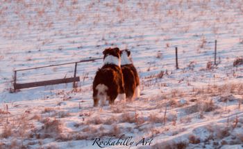 Kahlua and Strider
