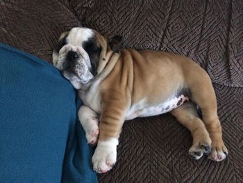 Bacon @ 8 weeks
