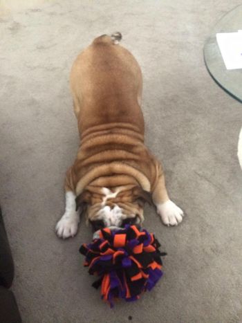 Bacon loves to play
