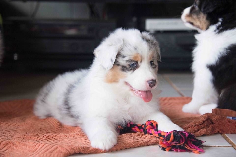 Savor @ 8 weeks
