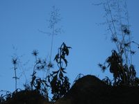 WE ARE NATURE SERIES