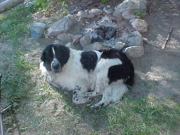 "Ruger" our new friend at Hayden Creek. He moved right in!
