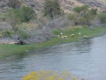 Upper Salmon River. Spawning grounds

