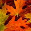 Fall Concert Series