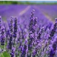 Santa Barbara Lavender Festival
