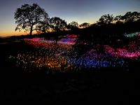 RIDESHARE at Sensorio-Main Lawn