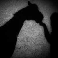 Coal Black Mare - 2025 Remaster by Richie Bates