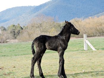 Hours old
