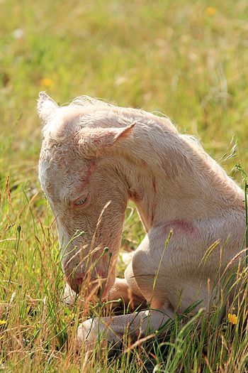 1 hour old
