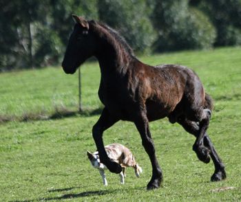 May 2010, now weaned and gelded.
