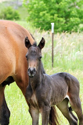 1 day old
