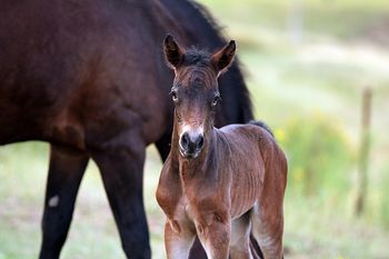 Hours old
