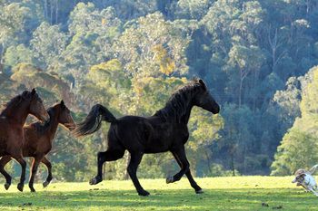 2011 - Winspear Invoke Night by Mt Tawonga Tarraji.
